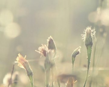 »Veselje podaljšuje življenje in utrjuje zdravje. « J. S. Udal